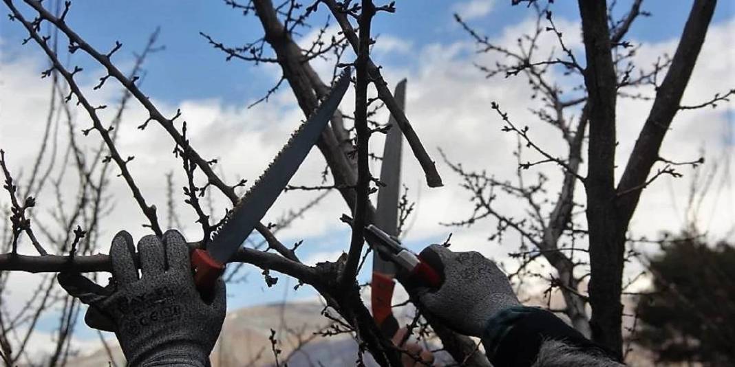 Kasım ayında hangi ağaçlar budanır? Sonbahardan kışa geçişte bu bitkiler coşacak! 1